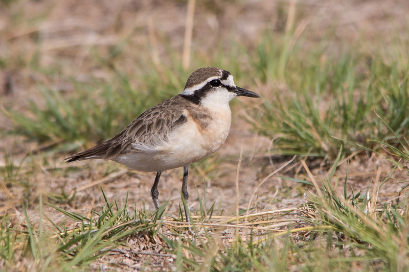 Kittlitz's Plover