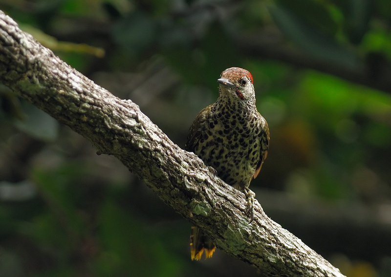 Knysna Woodpecker