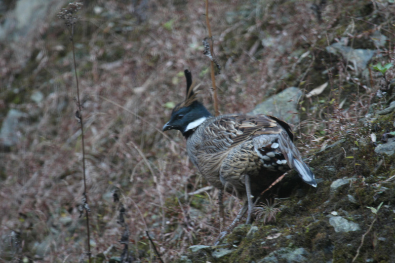 Koklass Pheasant