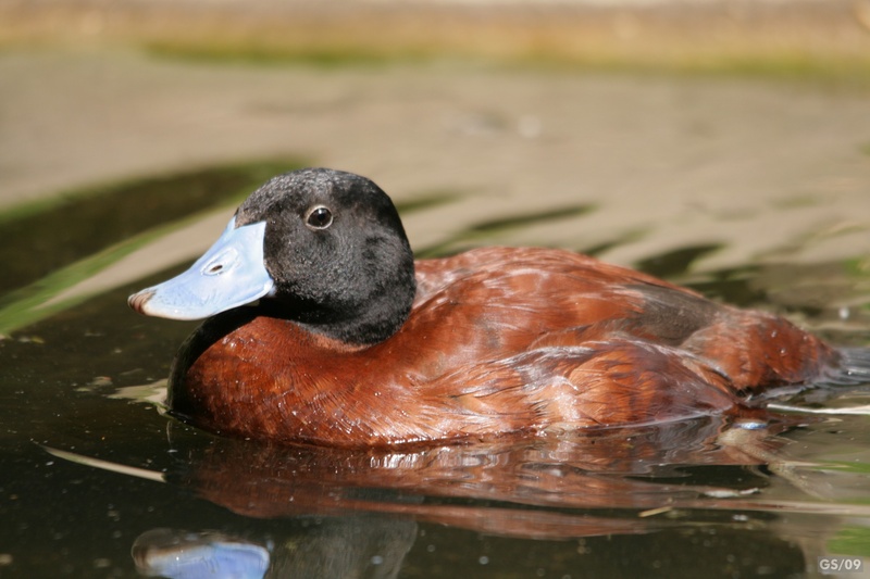 Lake Duck