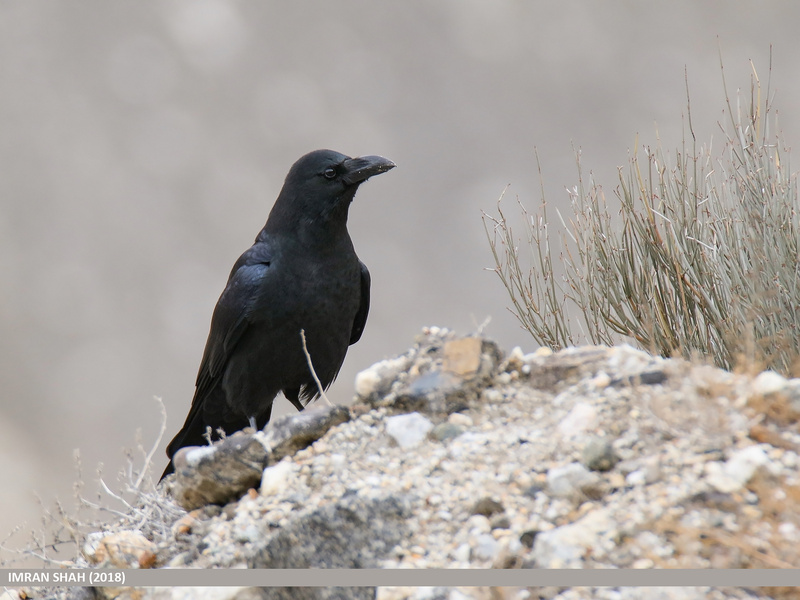 Large-billed Crow