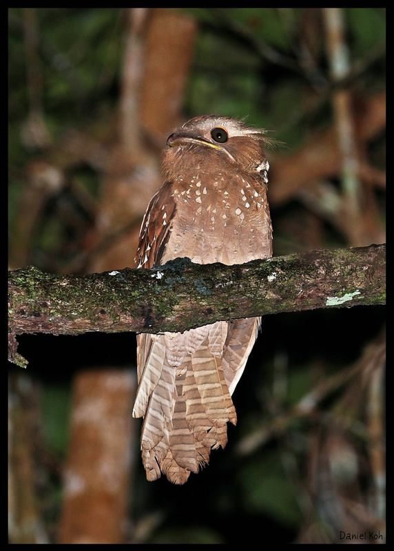 Large Frogmouth