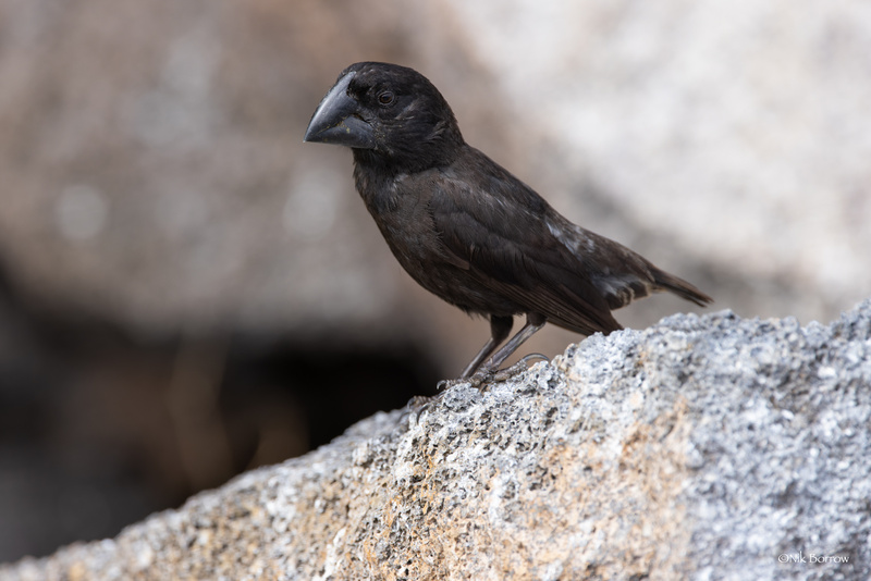 Large Ground Finch