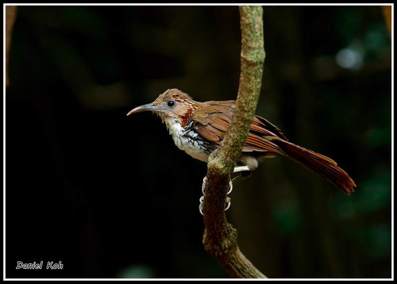 Large Scimitar Babbler