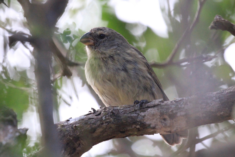 Large Tree Finch