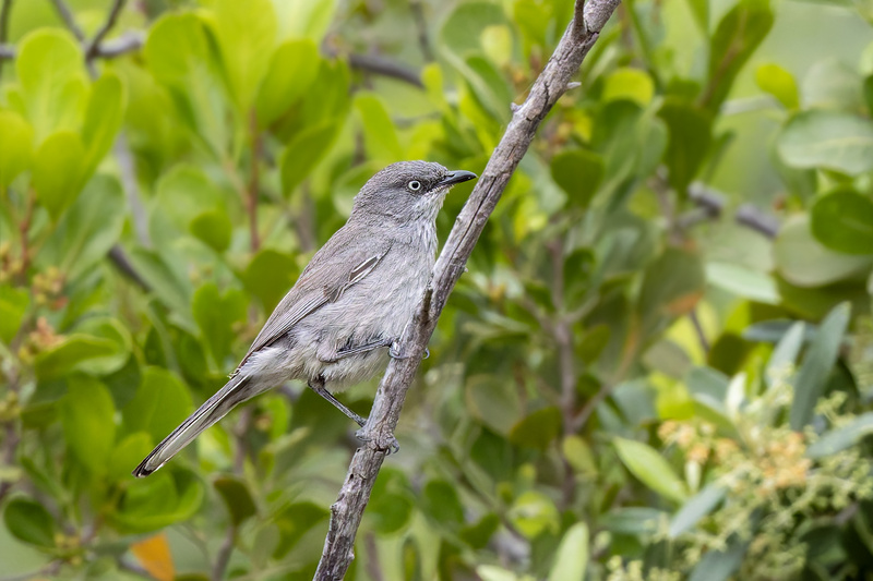 Layard's Warbler