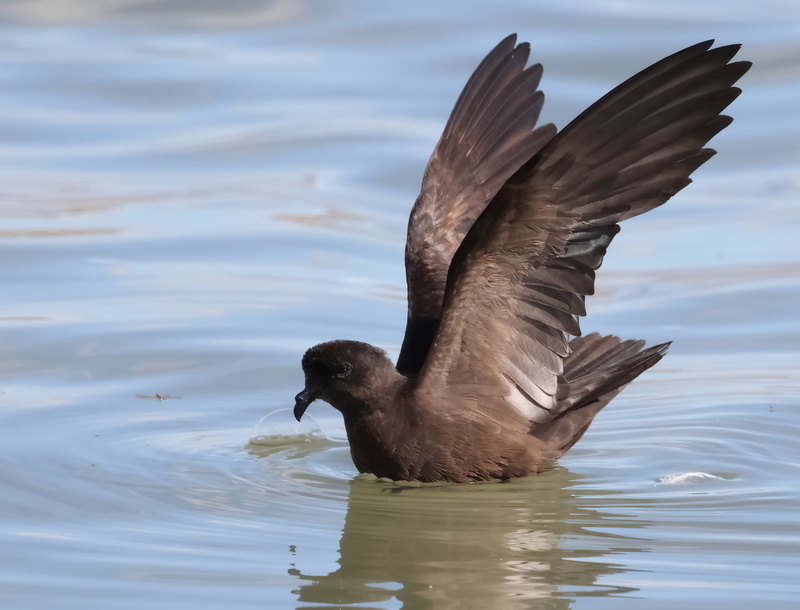 Least Storm Petrel