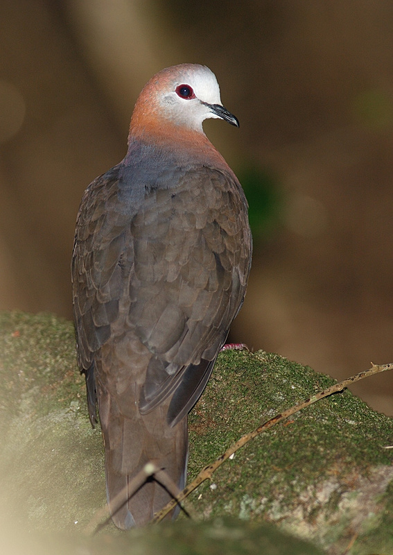 Lemon Dove