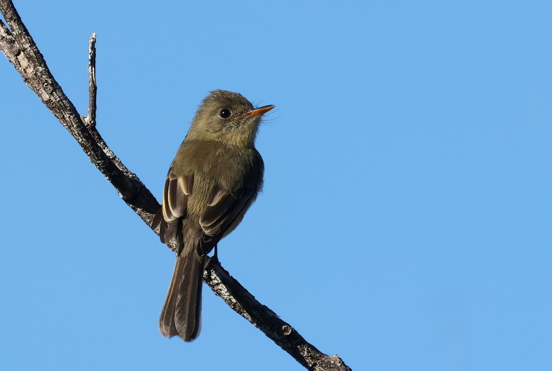 Lesser Antillean Pewee