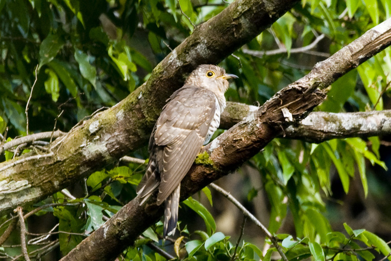 Lesser Cuckoo