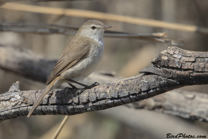 Lesser Swamp Warbler