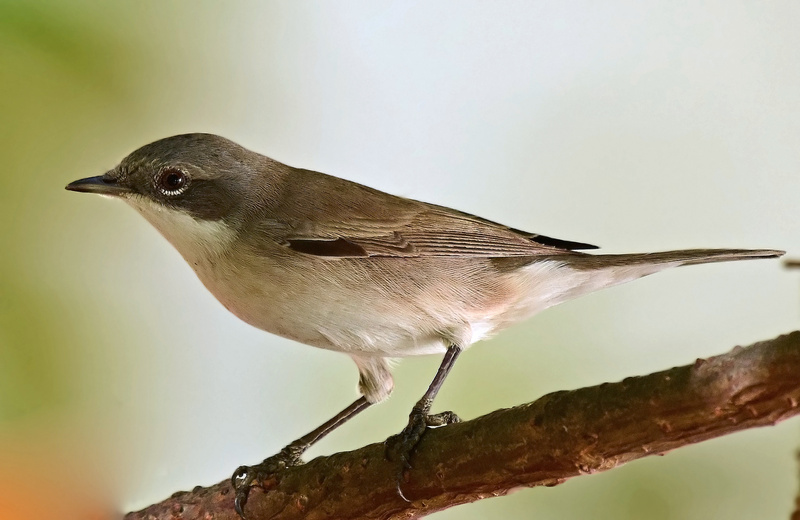 Lesser Whitethroat