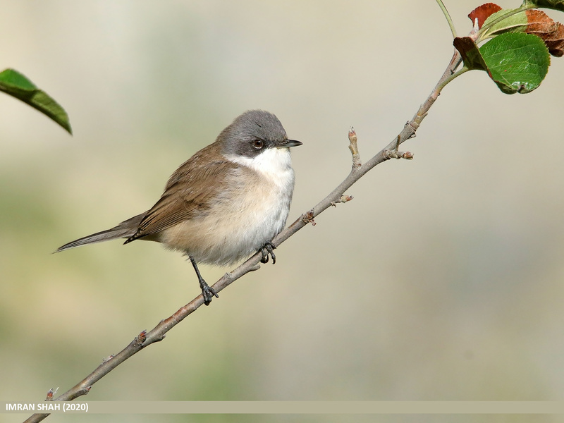 Lesser Whitethroat