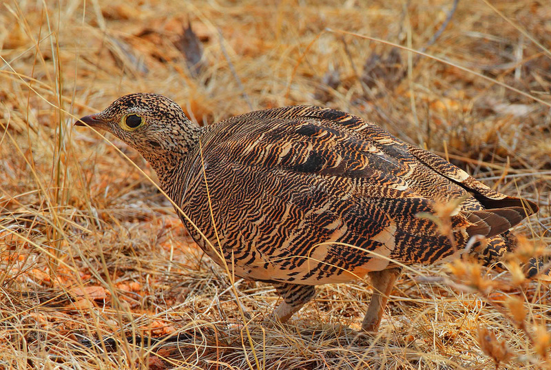 Lichtenstein's Sandgrouse