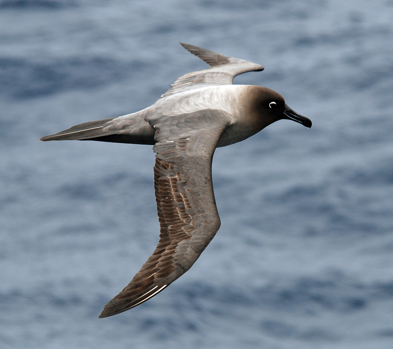 Light-mantled Albatross