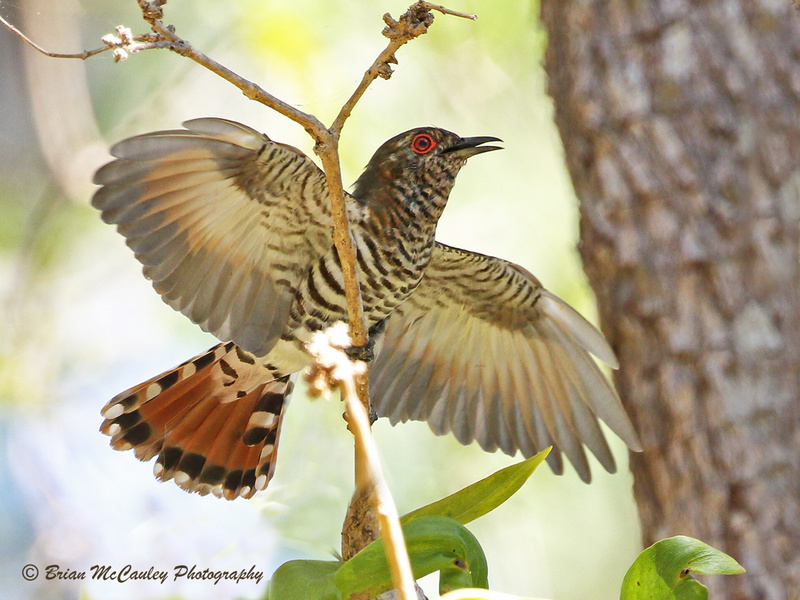 Little Bronze Cuckoo