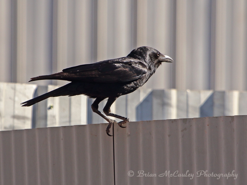 Little Crow