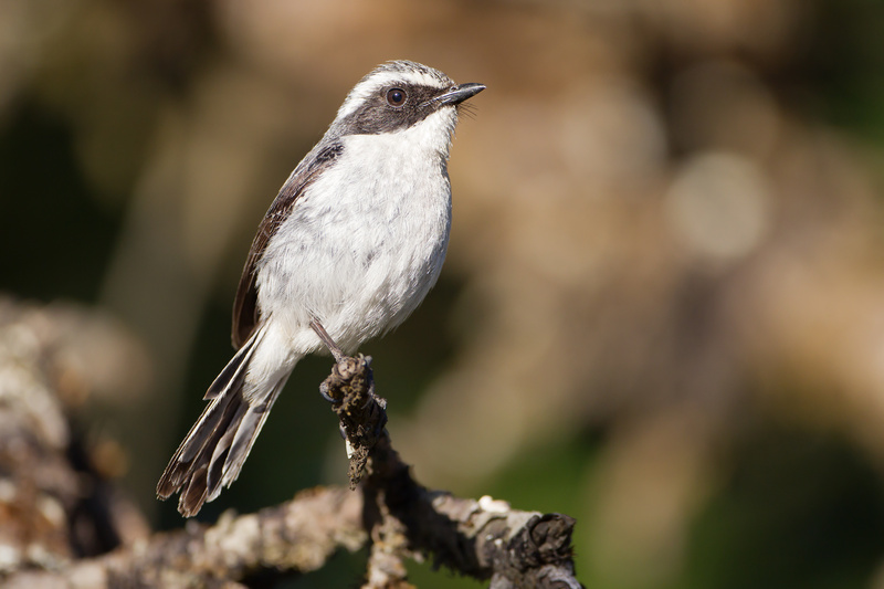 Little Pied Flycatcher