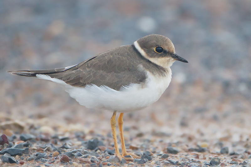 Little Ringed Plover