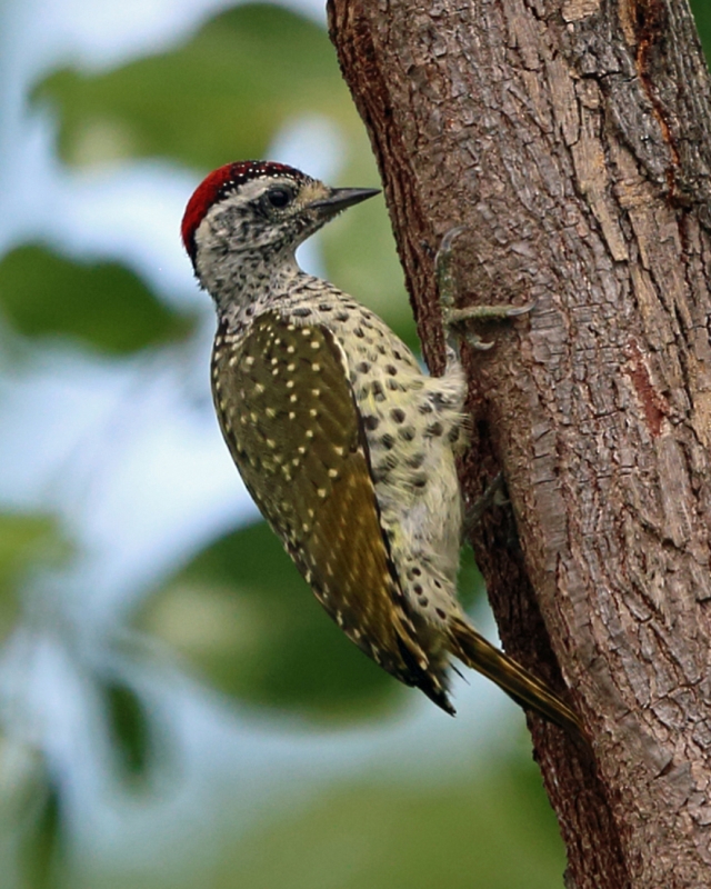 Little Spotted Woodpecker