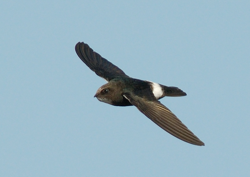 Little Swift