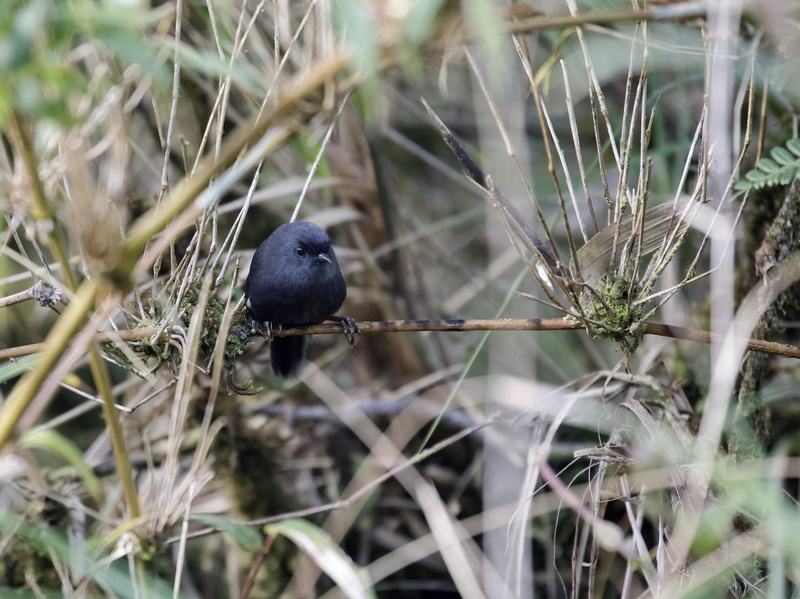 Loja Tapaculo