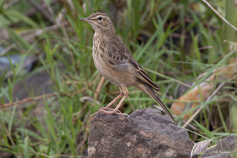 Long-billed Pipit