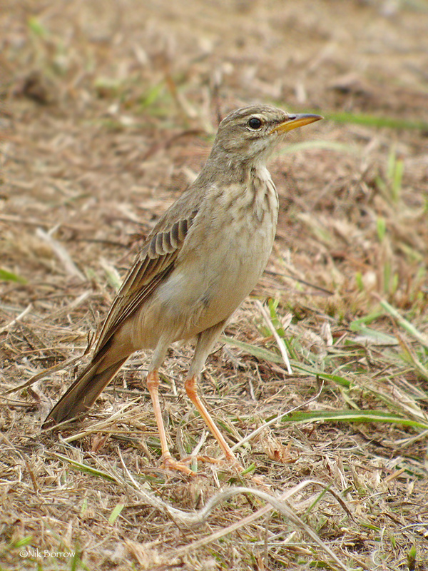 Long-legged Pipit