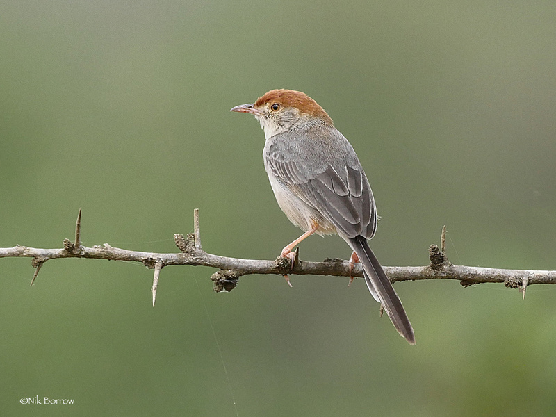 Long-tailed Cisticola