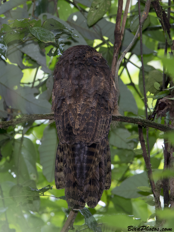 Long-tailed Potoo