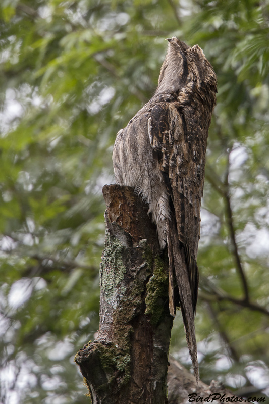 Long-tailed Potoo