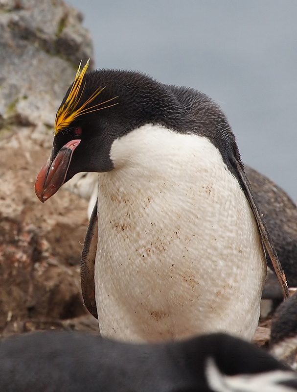 Macaroni Penguin