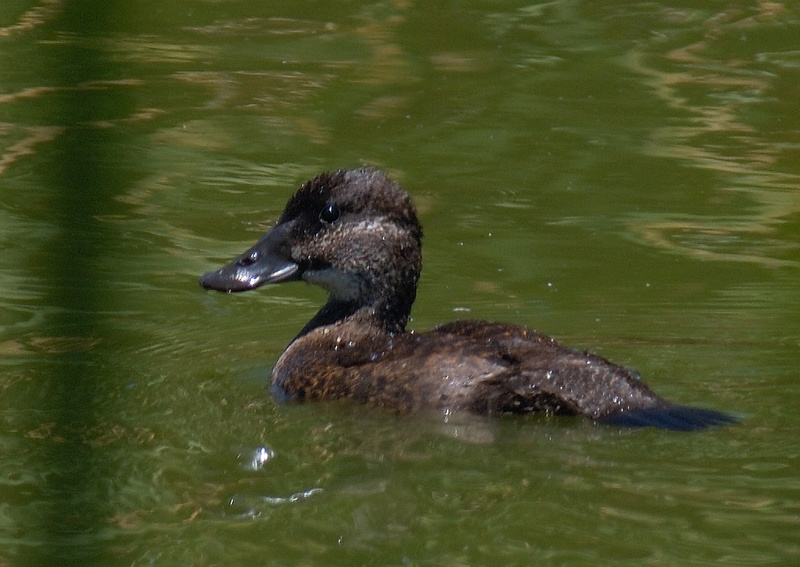 Maccoa Duck