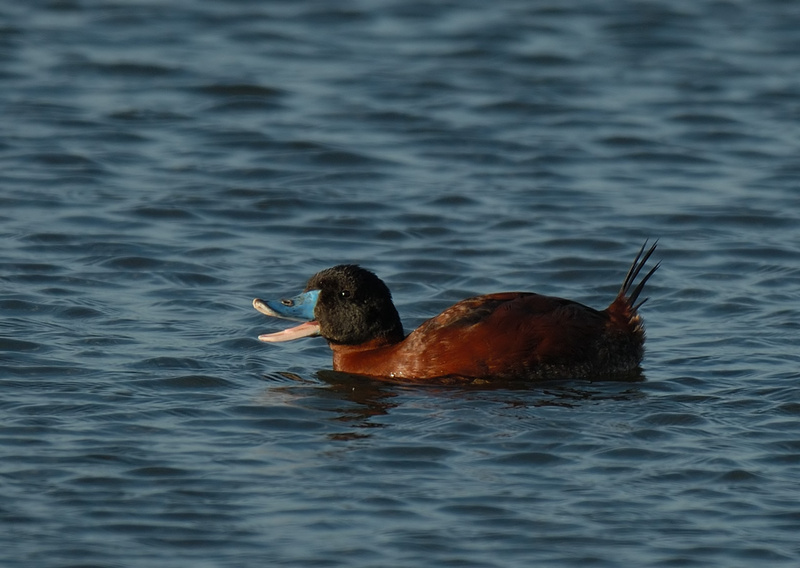 Maccoa Duck