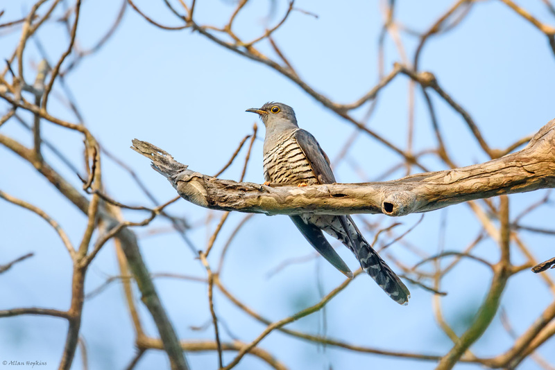 Madagascar Cuckoo