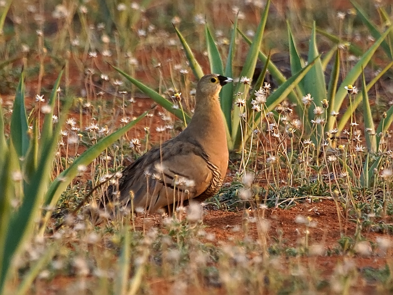 Madagascar Sandgrouse