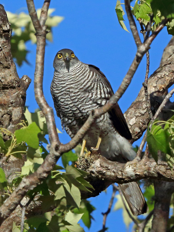 Madagascar Sparrowhawk