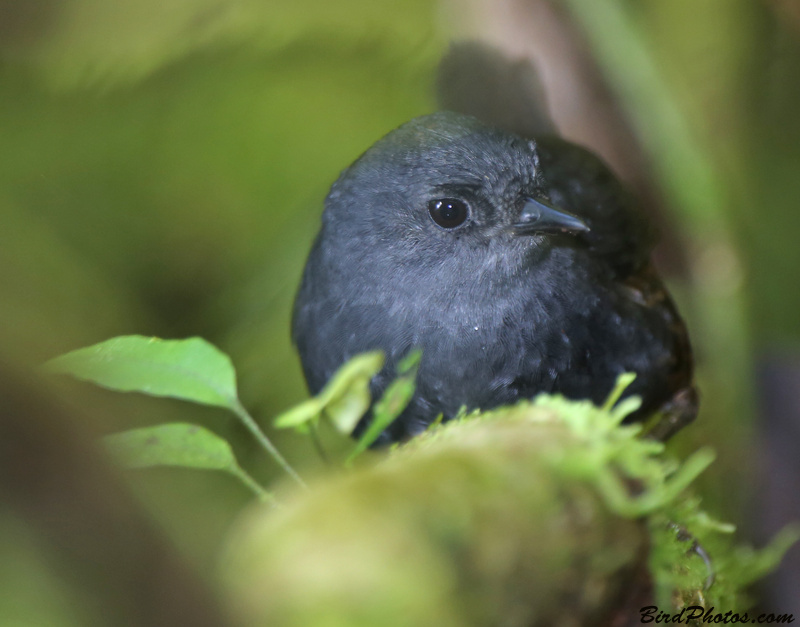 Magdalena Tapaculo