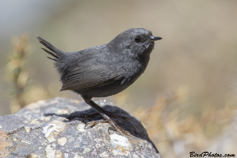 Magellanic Tapaculo