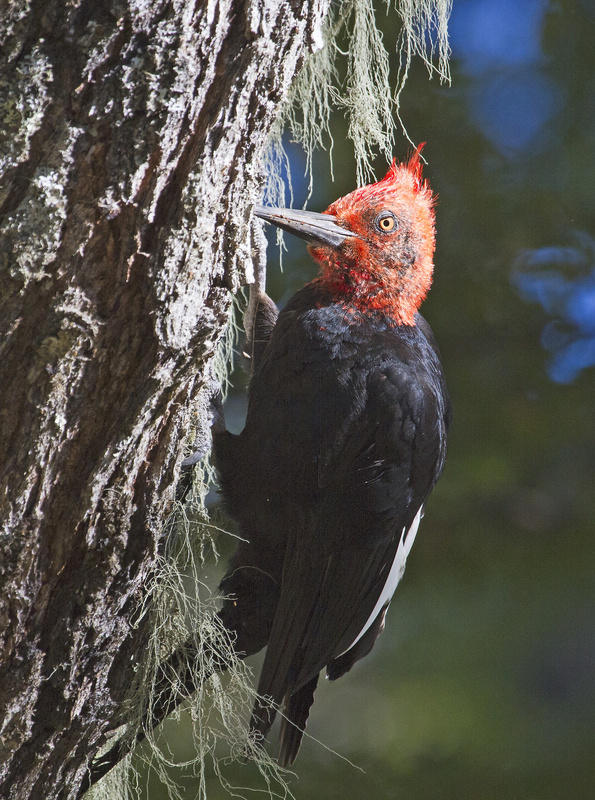 Magellanic Woodpecker