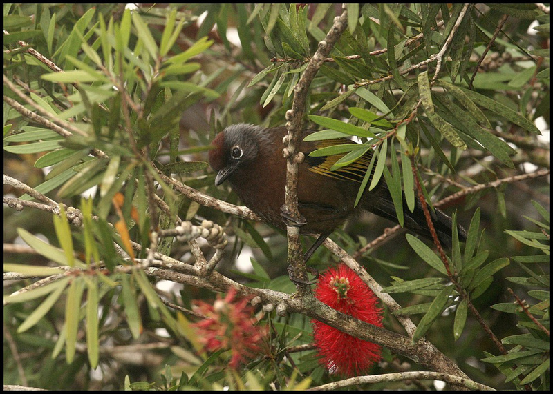 Malayan Laughingthrush