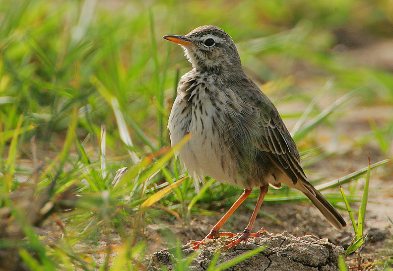 Malindi Pipit