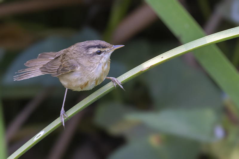 Manchurian Reed Warbler