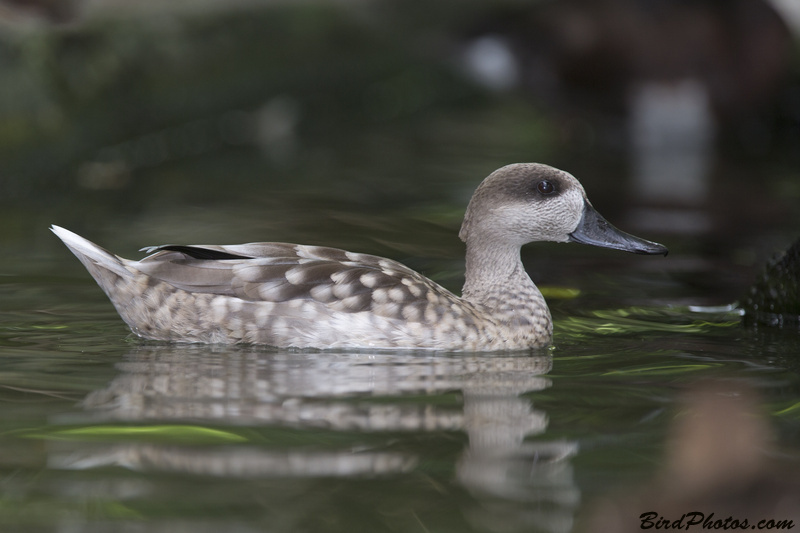 Marbled Duck