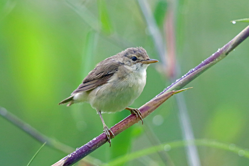 Marsh Warbler