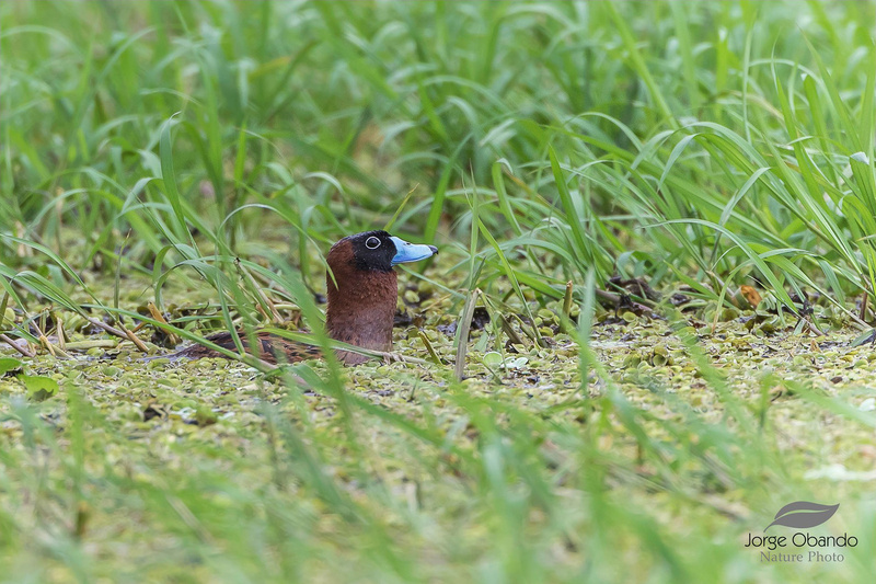 Masked Duck