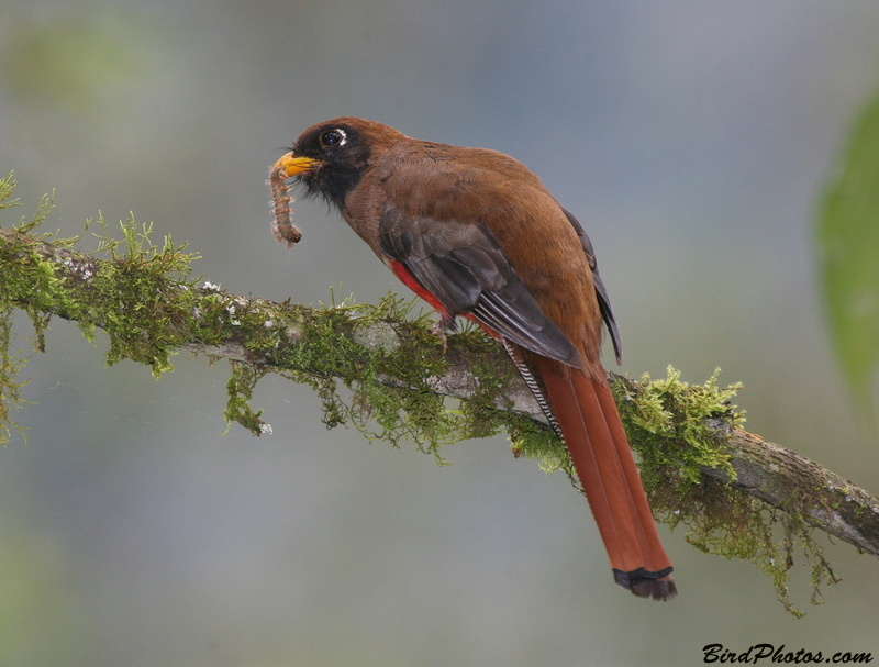 Masked Trogon