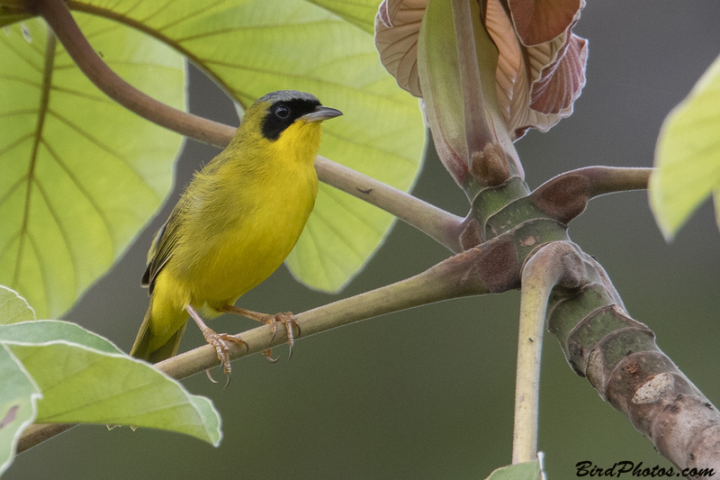 Masked Yellowthroat