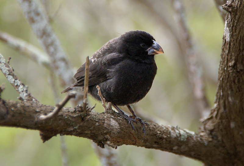 Medium Ground Finch