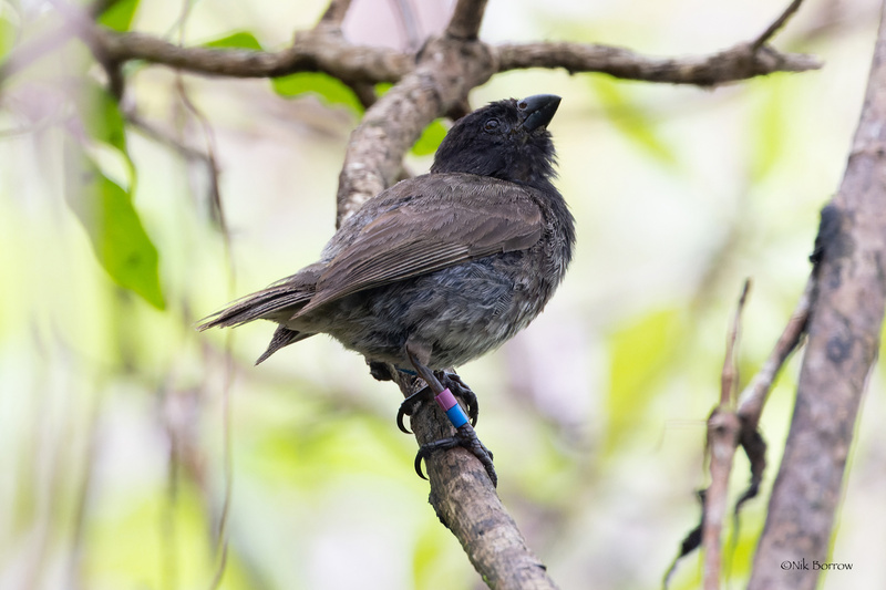 Medium Tree Finch